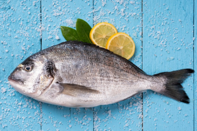 Sea Bream (cupra)